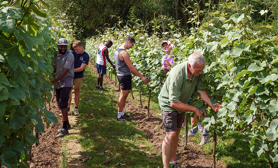Vineyard life in the summer
