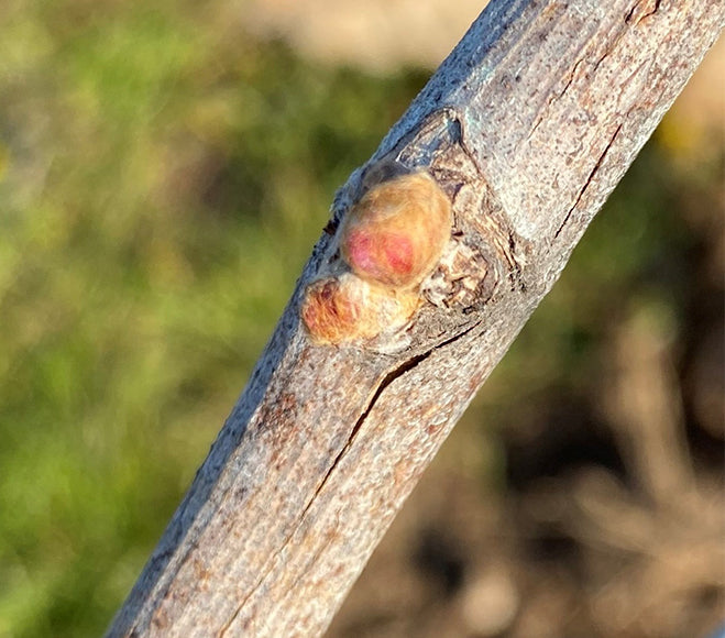 Progress in the vineyard