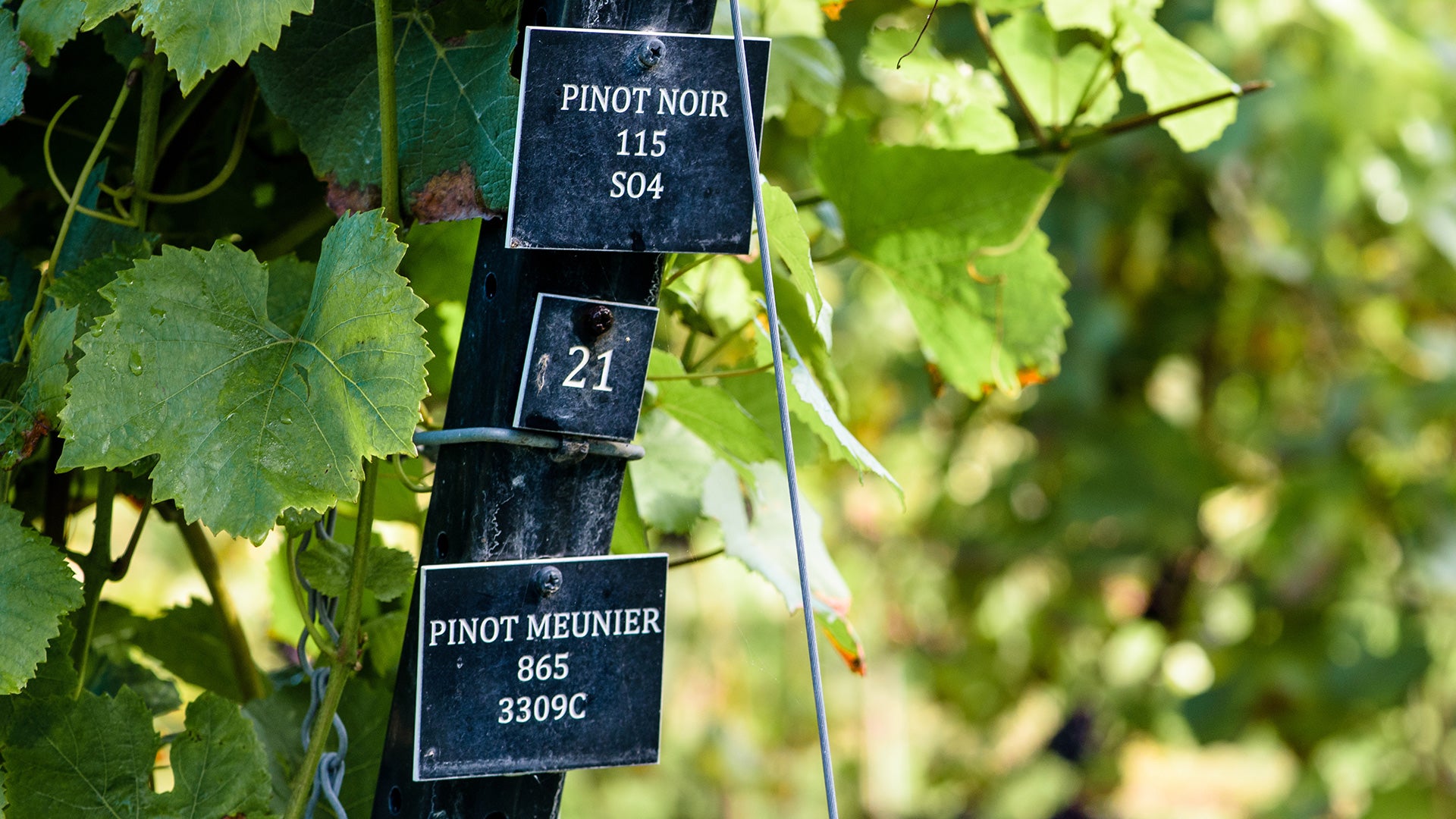 Harvest within sight