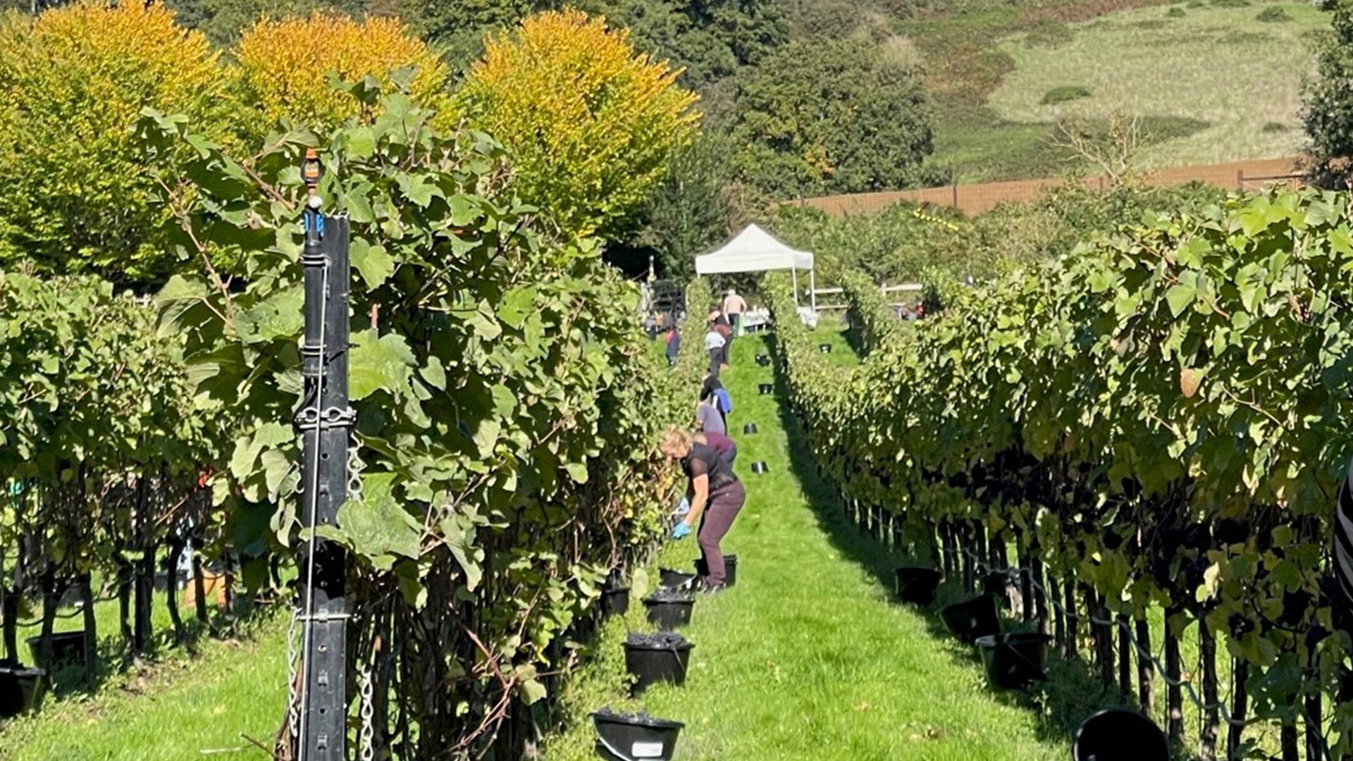Join our Harvest Volunteer Days