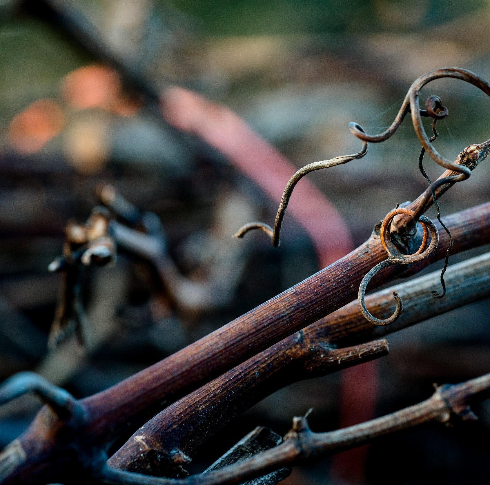 Vineyard in the winter