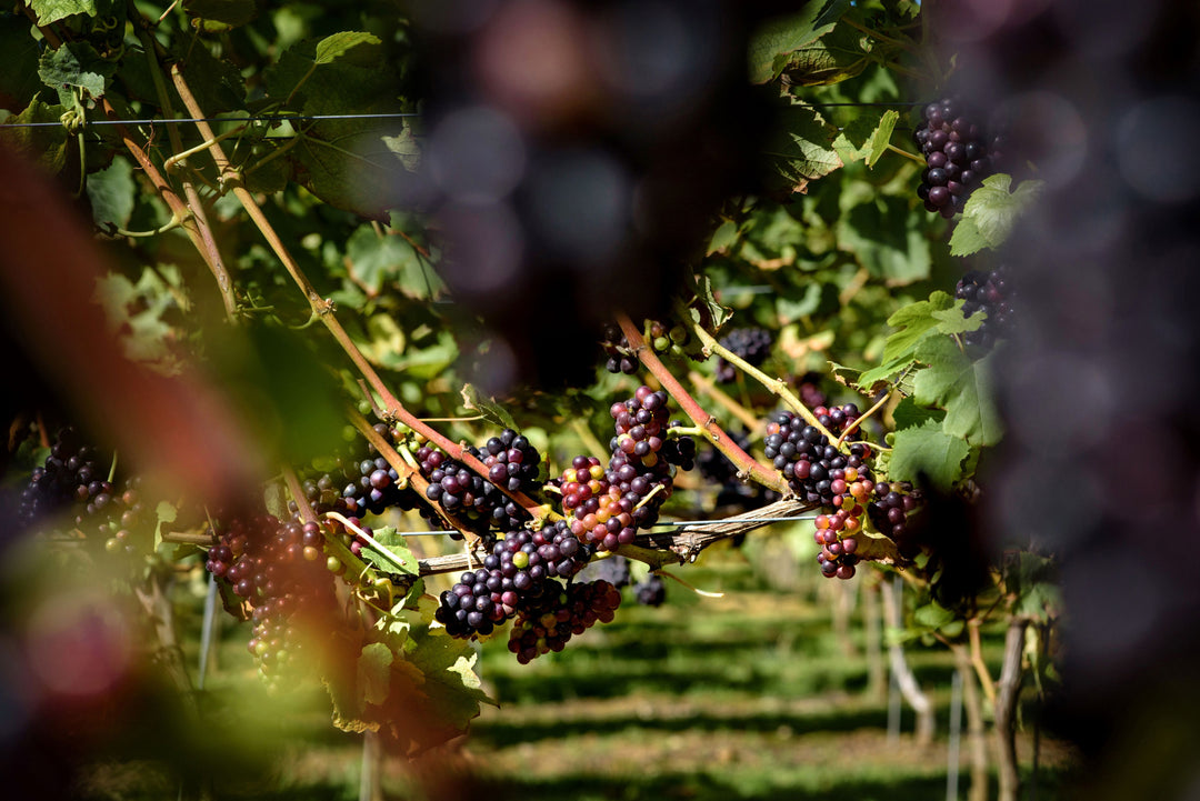 Volunteer for Green Harvest