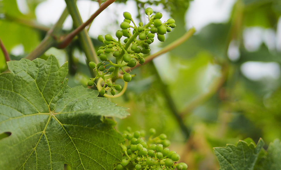 Flowering and fruit set in the vineyard