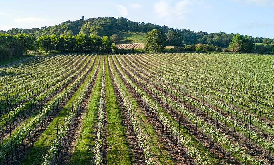 Vineyard Talk, Tastings & Gardens