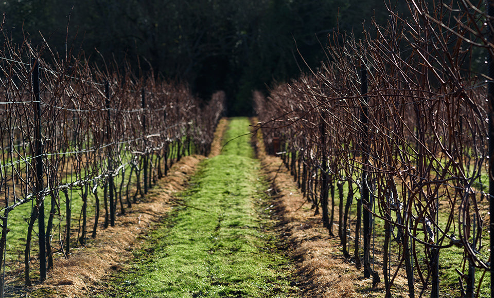 Winter pruning all done