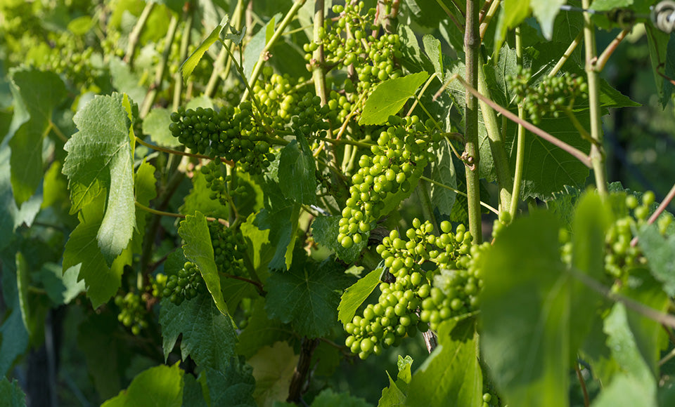 Fruit set at the vineyard