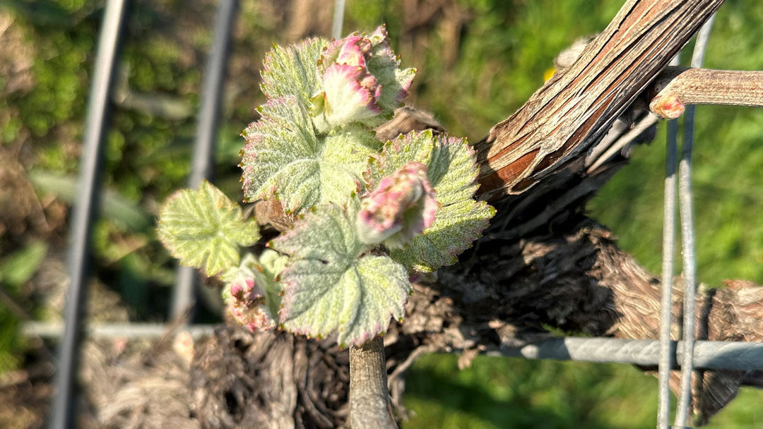 Update on the vines - A strong start to the 2025 vintage