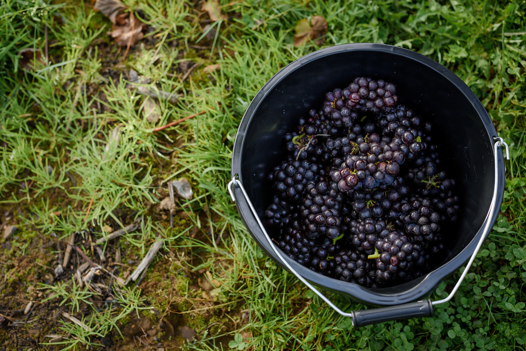 Harvest 2018