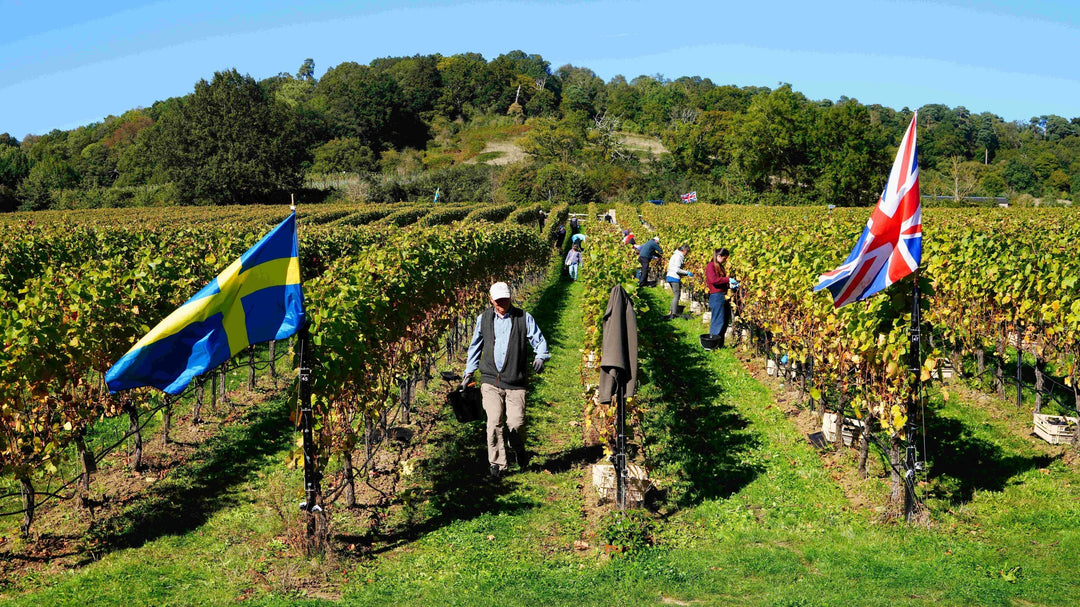 A Swedish-British Vineyard Story | Swedish Chamber of Commerce Interview in LIN