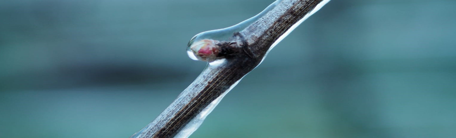 Protecting the vines with water spray