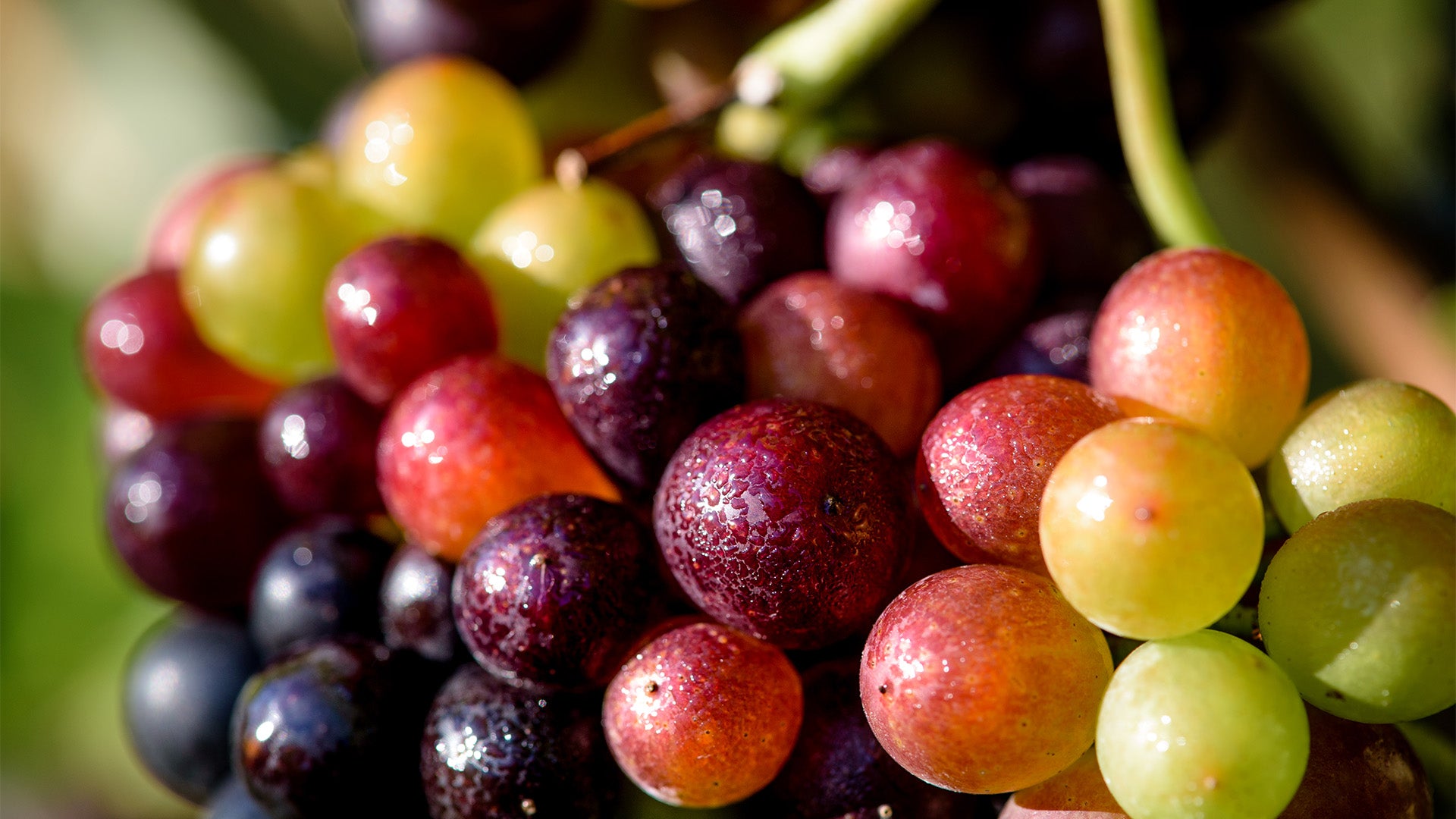 Veraison, harvest and progress in the vineyard