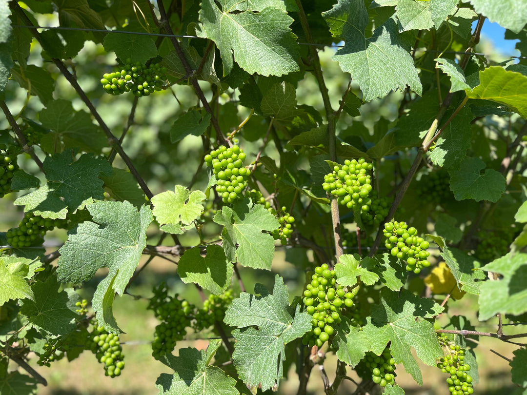 July - Update on the Vines