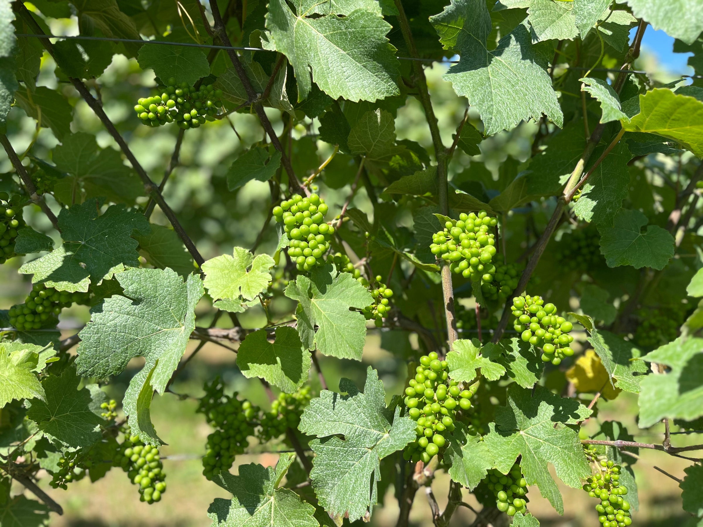 July - Update on the Vines