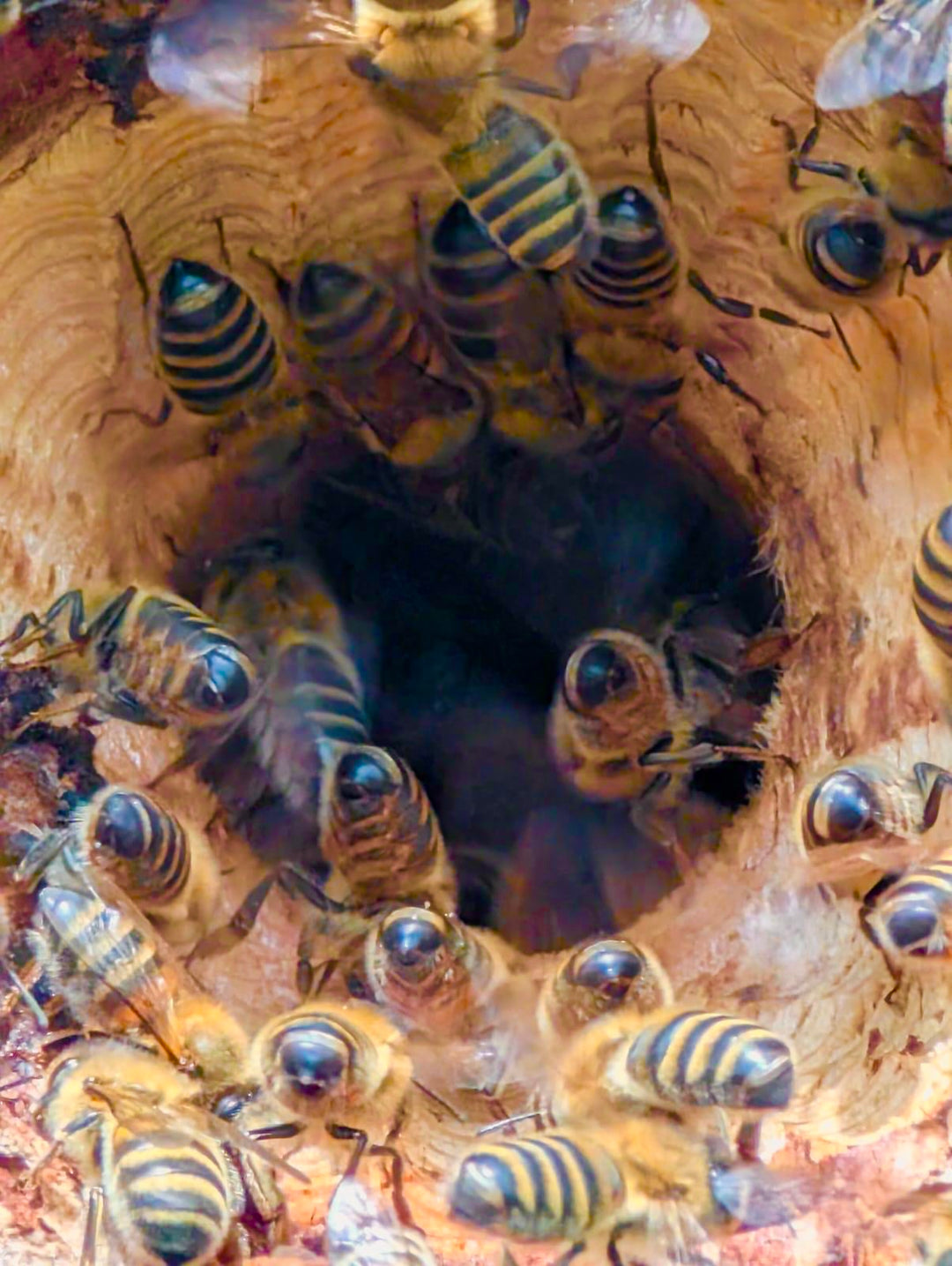 Biodiversity: Welcoming a new, natural bee installation to the slopes of our vineyard