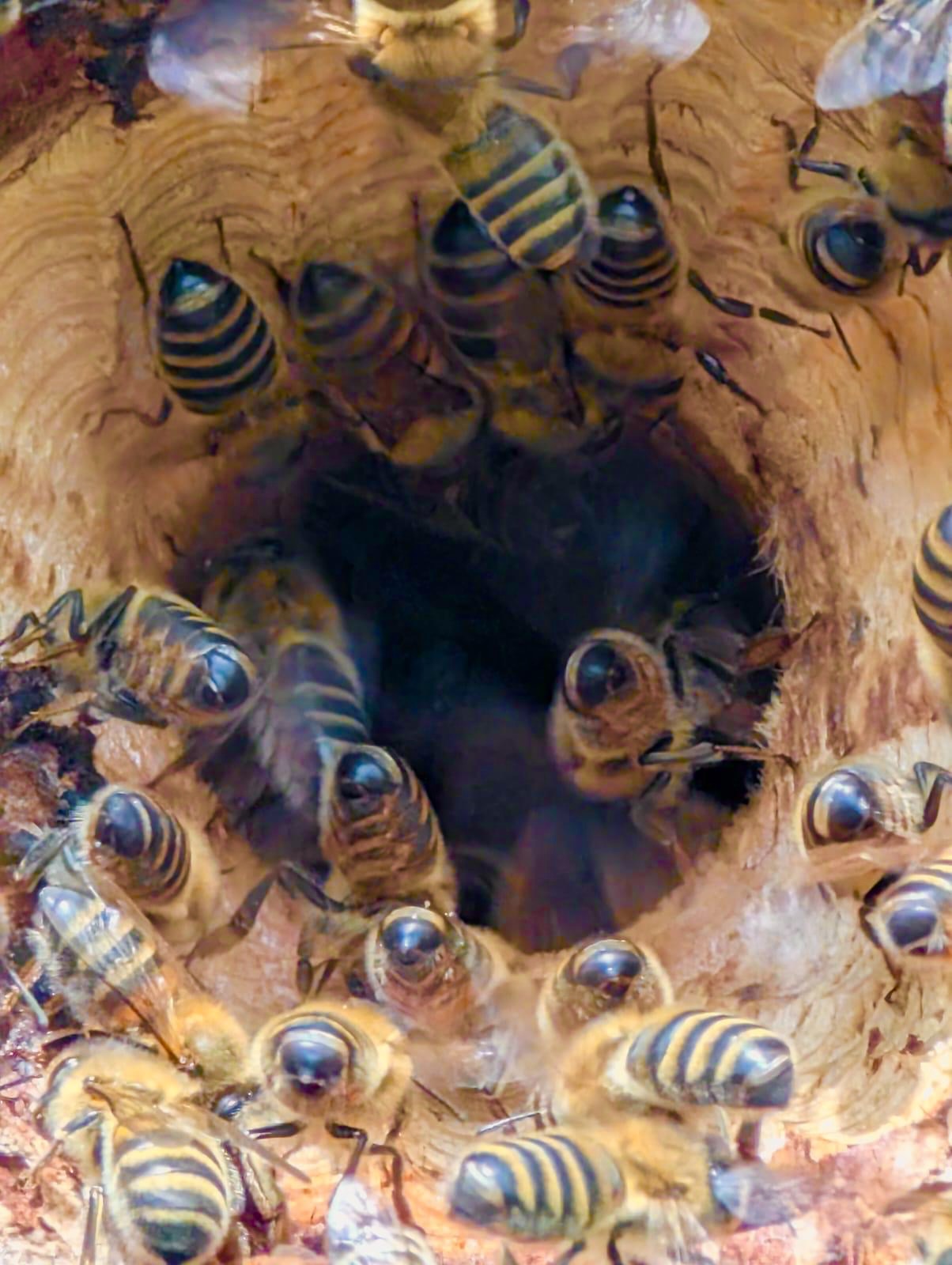 Biodiversity: Welcoming a new, natural bee installation to the slopes of our vineyard
