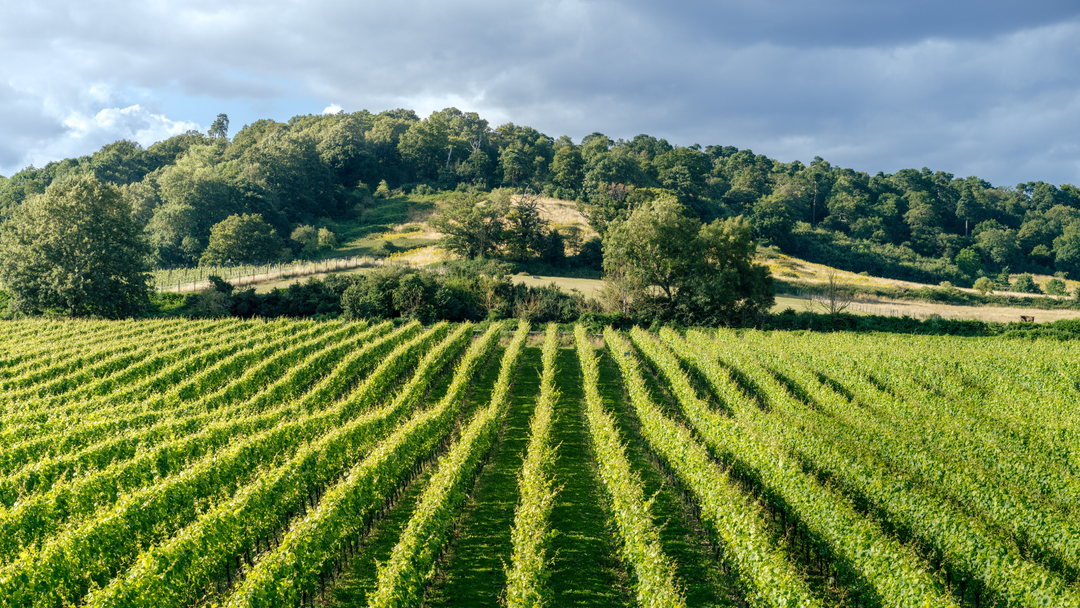 Sustainable Stewardship: Chilworth Manor Vineyard and St Martha's Hill