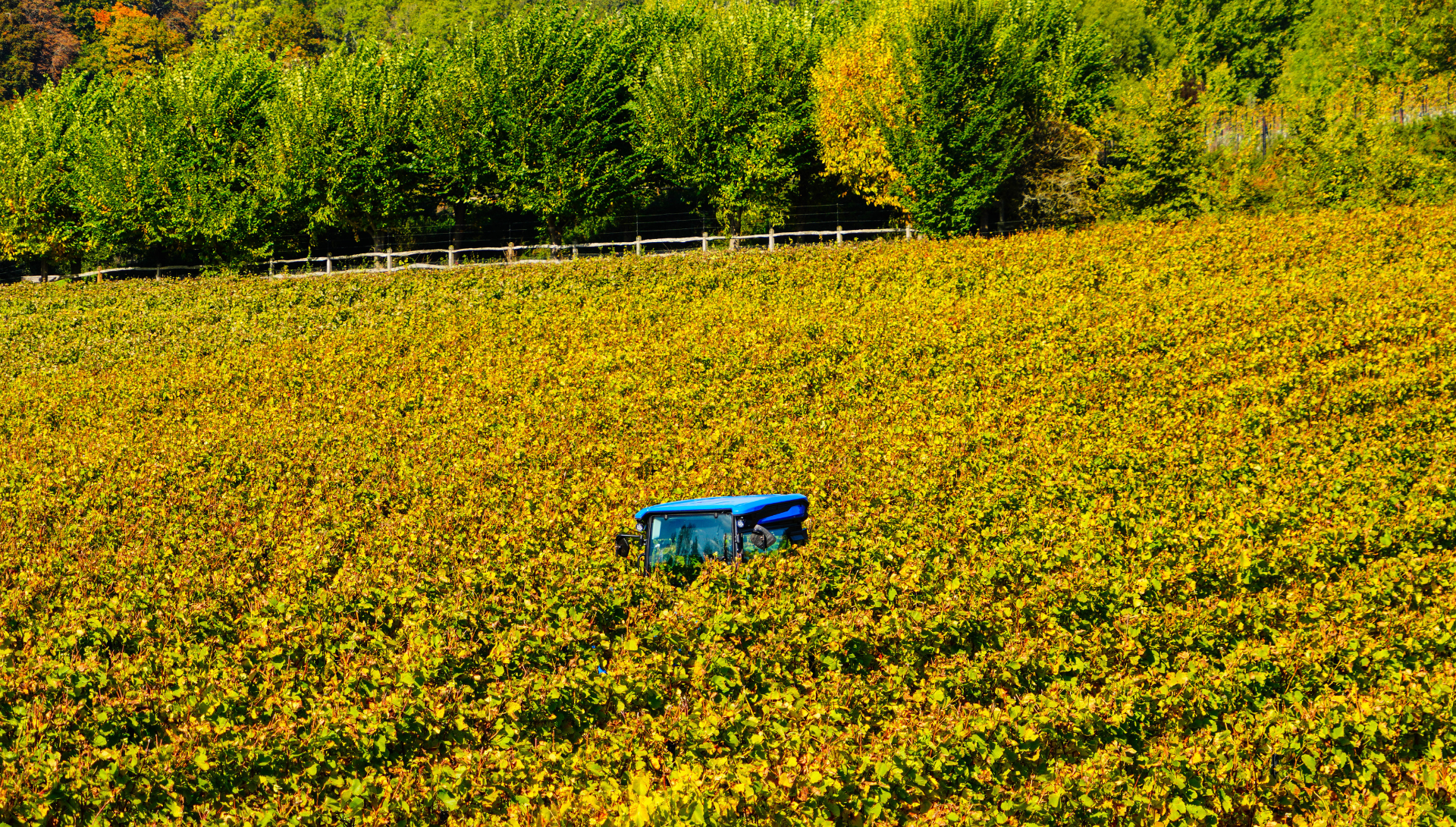 Harvest 2025 - One of the Greats...