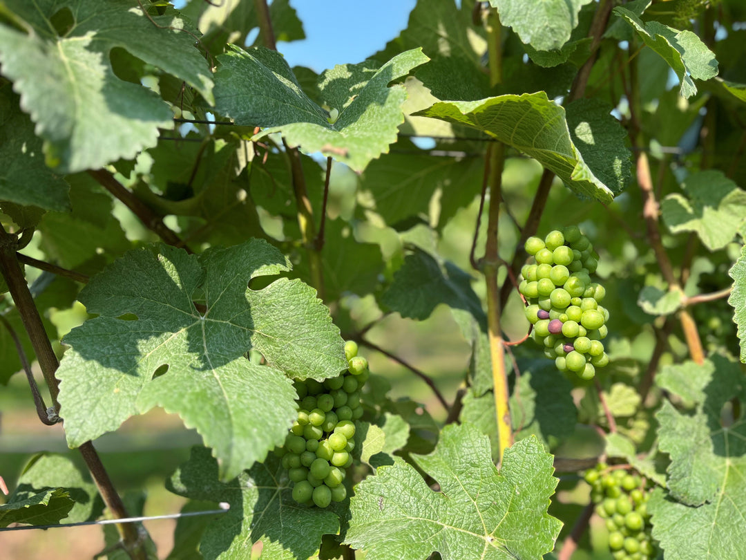 August - Update on the Vines: First Sign of Veraison at Chilworth Manor Vineyard!