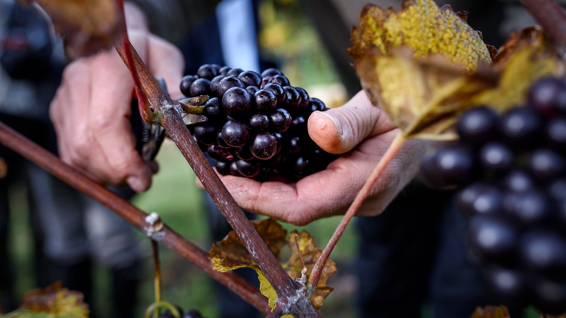 Join us at our Harvest Volunteer Days