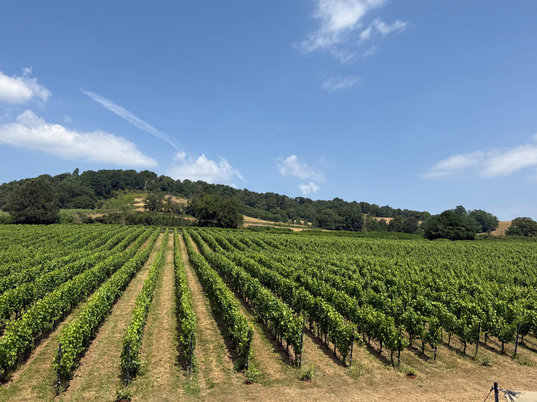 Few across the Watch House Vineyard