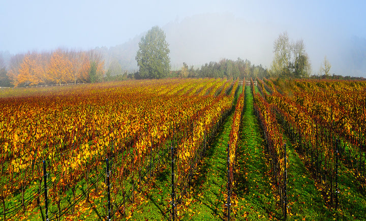 Workshops &wine - Sunset photography (DSLR) - back in 2026