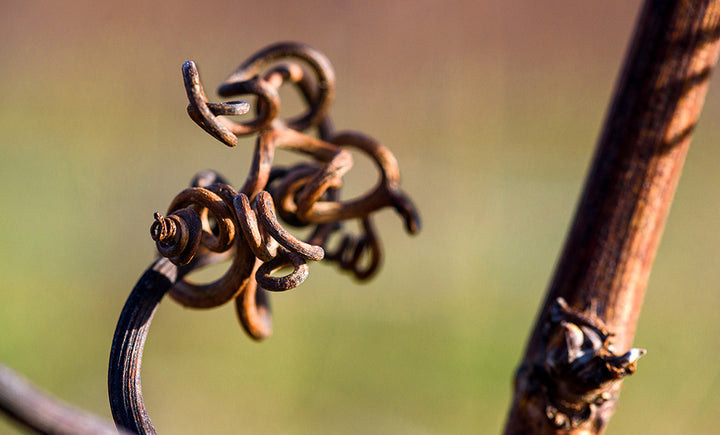 Workshop & wine - Smartphone photography - back in 2026