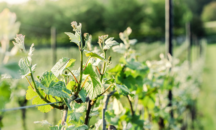 Workshop & wine - Smartphone photography - back in 2026