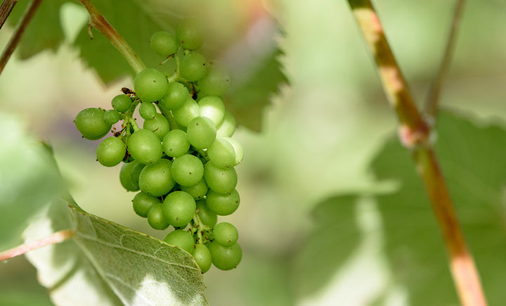 Workshop & wine - Smartphone photography - back in 2026