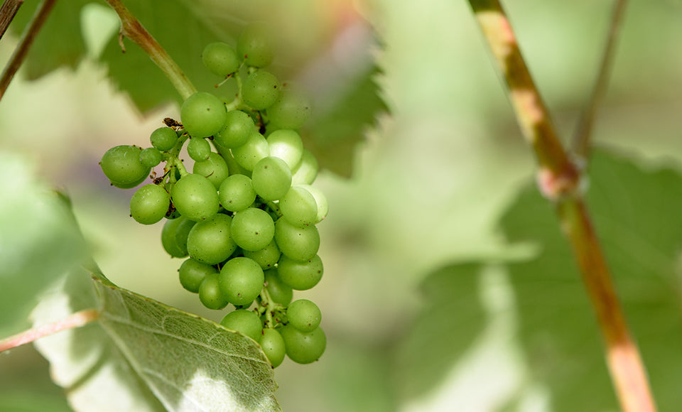 Workshop & Wine - Smartphone photography