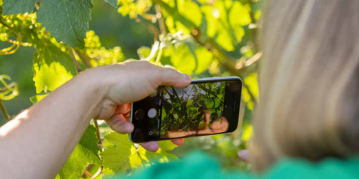 Workshop & Wine - Smartphone photography