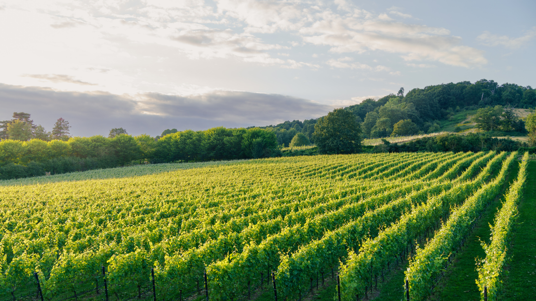 Opera in the Vines