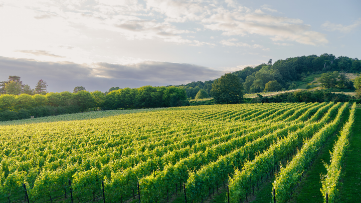 Opera in the Vines