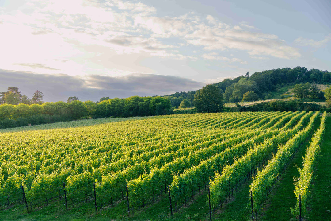Celebrate our New Release: Blanc de Blanc 2019 Tasting