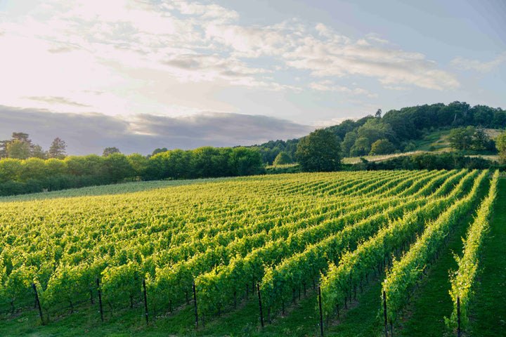 Celebrate our New Release: Blanc de Blanc 2019 Tasting