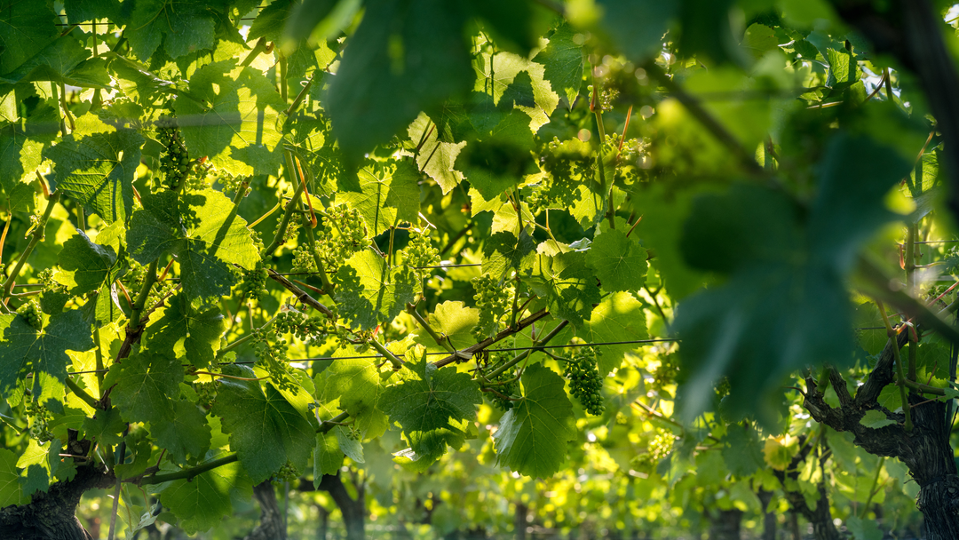 Dine in the Vines