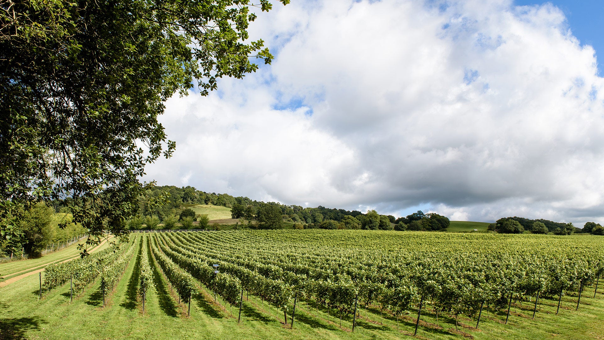 Events At The Vineyard Buy Tickets Online Chilworth Manor Vineyard